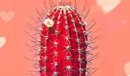 Imagen de portada Carlota y el cactus de color rojo