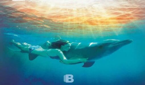 Imagen de portada El ano de los delfines