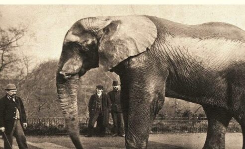 Imagen de portada El cuidador de elefantes