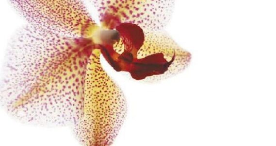 Imagen de portada El vals de las orquideas 